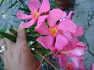 DSC00838