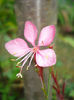 Gaura lindheimeri Pink Dwarf