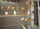 canari la cuib 2013 169