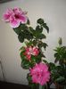 Hibiscus grup