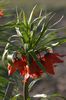 Fritillaria Aurora
