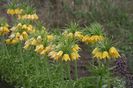 Fritillaria Lutea