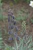 Fritillaria Persica