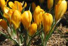 Yellow mammouth