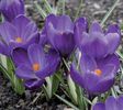 crocus flower record