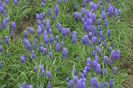 Muscari
