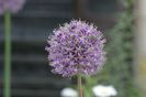 Allium giganteum (2)