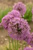 Allium hollandicum Purple Sensation (1)