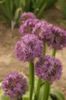 Allium Globemaster