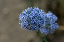 Allium Caeruleum