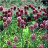Allium Sphaeerocefalon