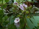 DSCN9558