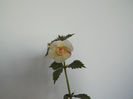 DSCF0998