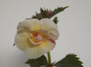 DSCF1003