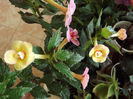 DSCF1022