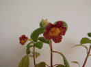 DSCF1033