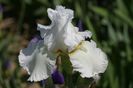 Laced Cotton (1)