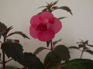 DSCF1075