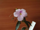 DSCF1259