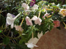 DSCF1299