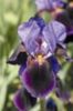 Iris germanica Night Fall
