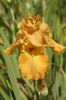Iris germanica Penny a Pinch