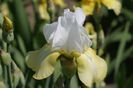 Iris germanica Pinnacle