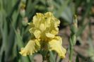 Iris germanica Pride of Ireland