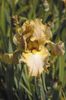 Iris germanica Sheer Poetry