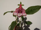 DSCF1295