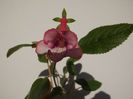 DSCF1291