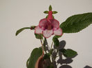 DSCF1294