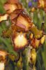 Iris germanica Spreckles