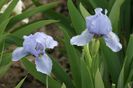 Iris pumilla