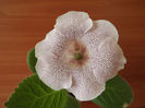 DSCF1029