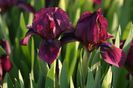 Iris pumila