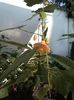 abutilon din seminte Geodezia