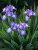 Iris pumilla