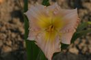 Hemerocallis