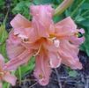 Hemerocallis Double pompon