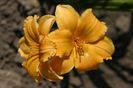 Hemerocallis