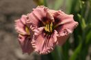 Hemerocallis