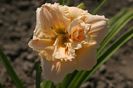 Hemerocallis