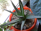 Haworthia