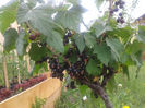 Coacaz negru 2