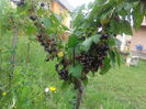 Coacaz Negru