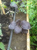 Pak Choi rosu
