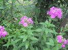 phlox