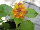 lantana