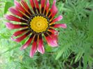 gazania